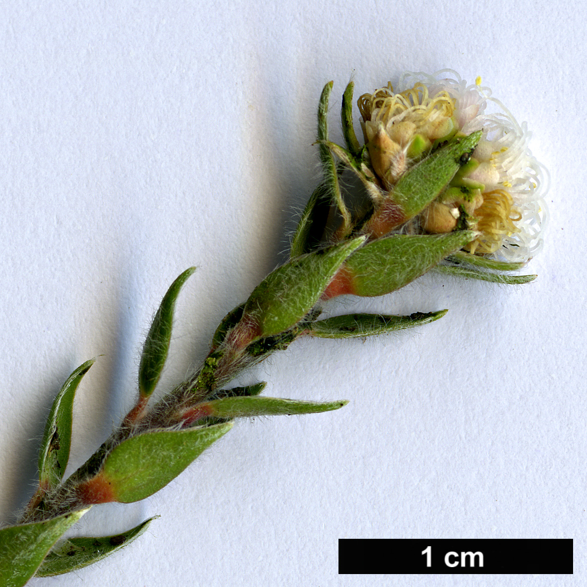 High resolution image: Family: Myrtaceae - Genus: Melaleuca - Taxon: squamea - SpeciesSub: var. alba